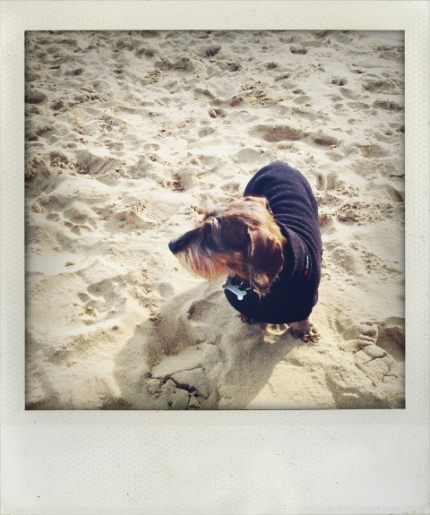 jackson on the beach